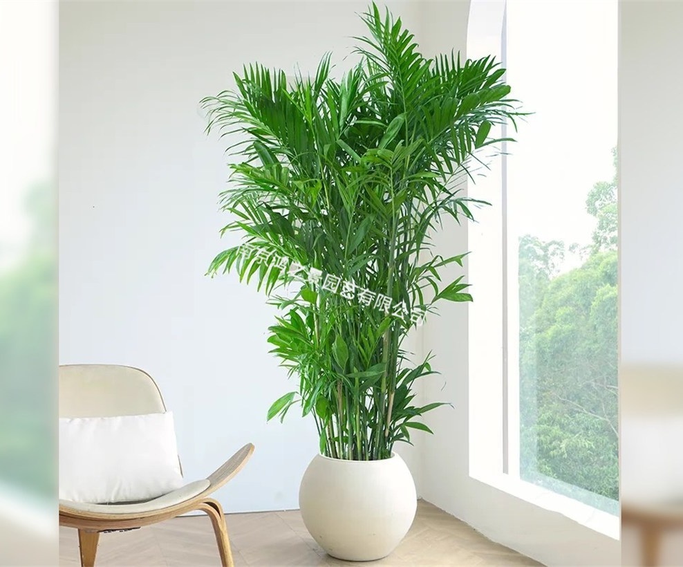 夏威夷竹