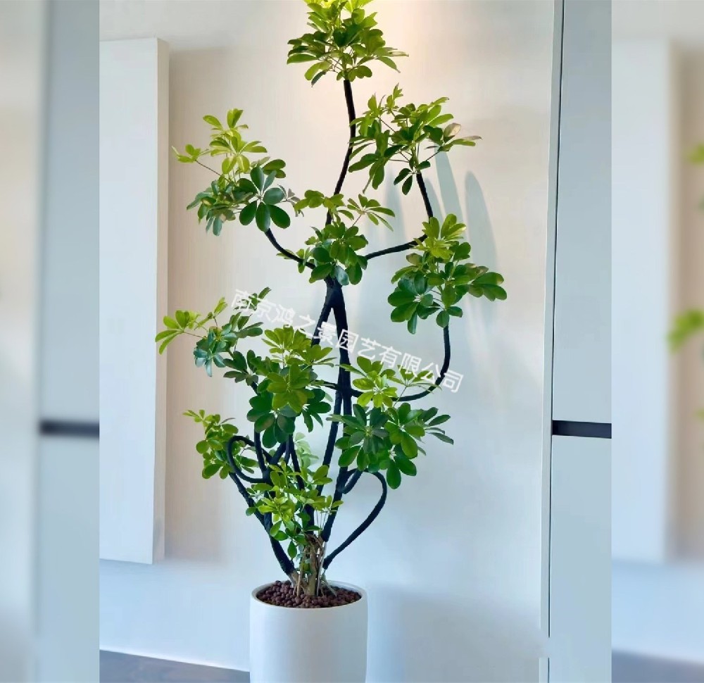 招財樹