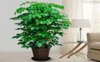 適合辦公室的大型植物有哪些