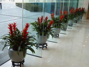 選擇南京植物租賃公司有哪些好處