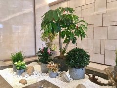 做好花卉綠植租擺行業(yè)需要哪些方面的配合？