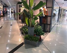 綠植租賃如何進(jìn)行植物的生長(zhǎng)環(huán)境調(diào)