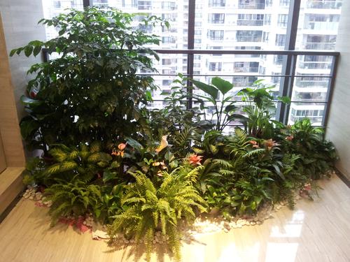 招財(cái)綠植擺放風(fēng)水以及綠植租賃的調(diào)節(jié)作用