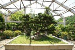 植物租賃行業(yè)中有哪些網(wǎng)紅綠植？