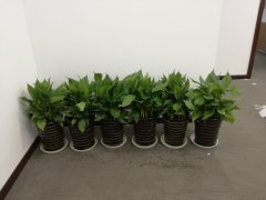 辦公室綠植租賃常選植物有哪些
